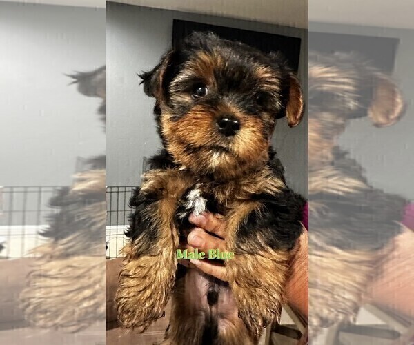Medium Photo #9 Yorkshire Terrier Puppy For Sale in MERCED, CA, USA