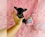 Small #12 Chihuahua