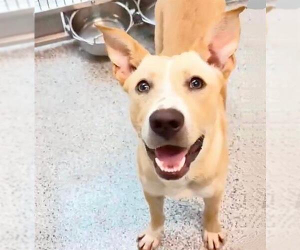 Medium Photo #2 Carolina Dog-Unknown Mix Puppy For Sale in Houston, TX, USA