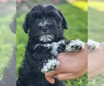 Small #7 Morkie
