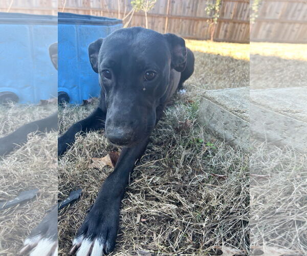 Medium Photo #1 Labrador Retriever-Unknown Mix Puppy For Sale in Munford, TN, USA
