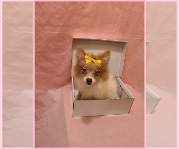 Medium Photo #5 Pomeranian Puppy For Sale in CLARKSVILLE, TN, USA