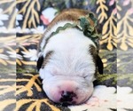 Puppy Sage Collar Alapaha Blue Blood Bulldog