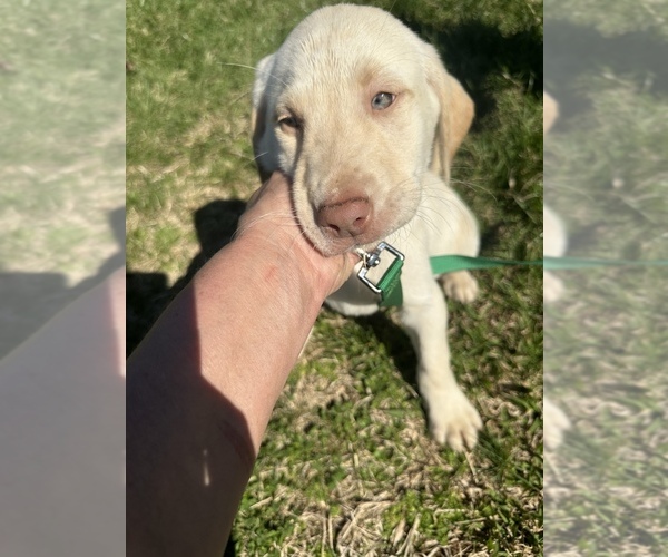 Medium Photo #6 Labrador Retriever Puppy For Sale in MADISON, NC, USA