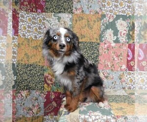 Mother of the Miniature Australian Shepherd puppies born on 10/22/2024