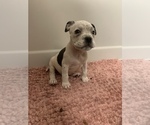 Puppy 4 American Bully