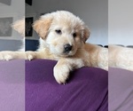 Puppy Mister Chow Chow Chow-Labrador Retriever Mix