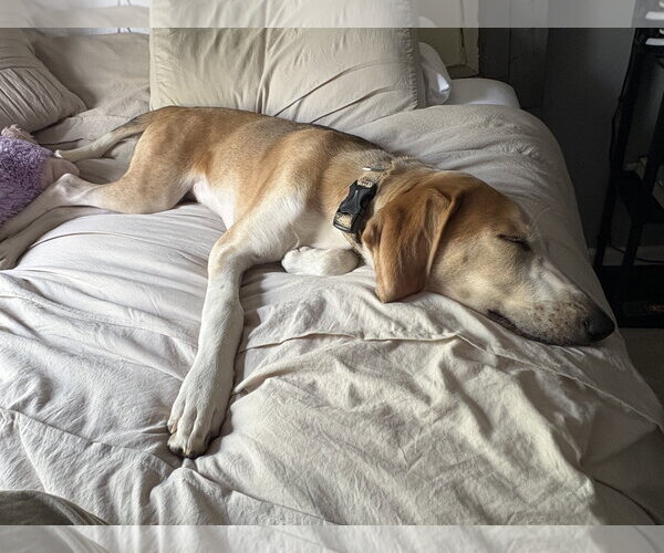 Medium Photo #6 American Foxhound Puppy For Sale in Holly Springs, NC, USA