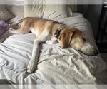 Small #5 American Foxhound