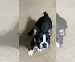 Small Photo #4 Boston Terrier Puppy For Sale in GLOUCESTER, VA, USA