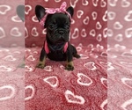 Small Photo #11 French Bulldog Puppy For Sale in REDMOND, WA, USA