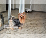 Small Photo #1 Yorkshire Terrier Puppy For Sale in Kryvyi Rih, Dnipro, Ukraine