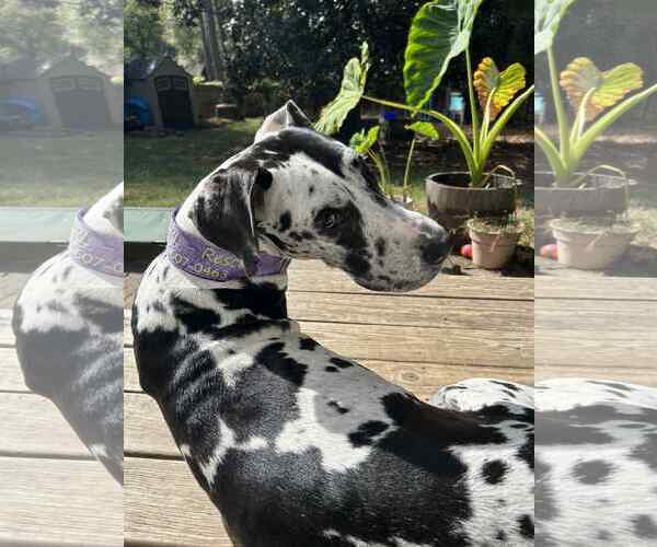 Medium Photo #4 Great Dane Puppy For Sale in Huntersville, NC, USA