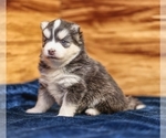 Small #7 Pomsky