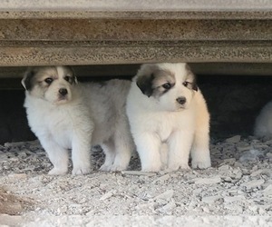 Great Pyrenees Puppy for sale in MAYSVILLE, WV, USA