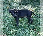 Small Photo #4 American Staffordshire Terrier Puppy For Sale in Kansas City, MO, USA