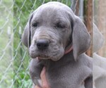 Puppy Pink OnHold Great Dane