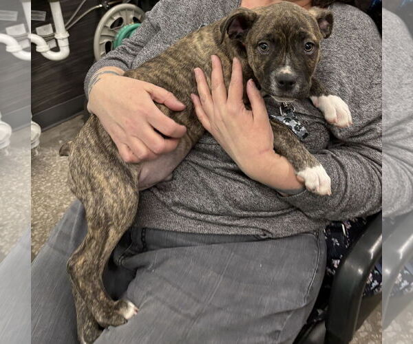 Medium Photo #5 Mutt Puppy For Sale in Clarkston, MI, USA