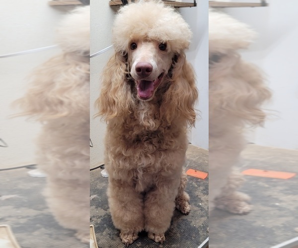 Medium Photo #1 Poodle (Miniature) Puppy For Sale in PIONEER, CA, USA