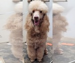 Small Photo #1 Poodle (Miniature) Puppy For Sale in PIONEER, CA, USA