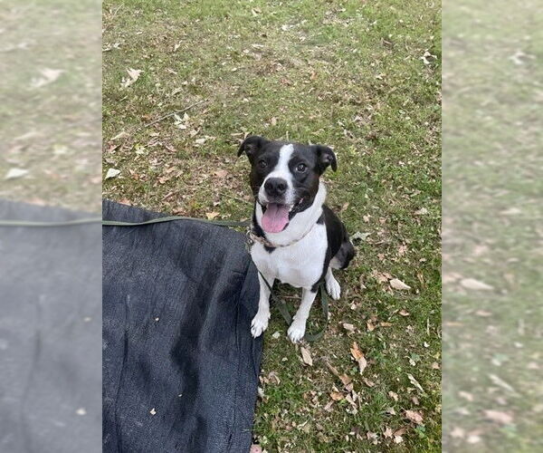 Medium Photo #11 Mutt Puppy For Sale in Virginia Beach, VA, USA