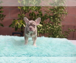 French Bulldog Puppy for sale in NORWALK, CA, USA