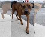 Small #4 Black Mouth Cur Mix