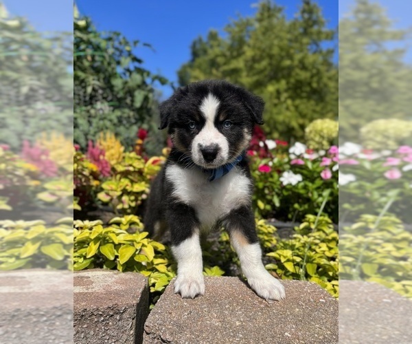 Medium Photo #3 Miniature Australian Shepherd Puppy For Sale in NOBLESVILLE, IN, USA