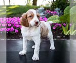 Small Photo #2 Brittany Puppy For Sale in WAKARUSA, IN, USA