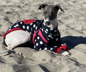 Mother of the Italian Greyhound puppies born on 01/13/2022