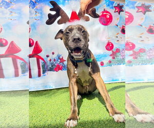 Ollie - Male Mutt Dog for Adoption - Photo #6