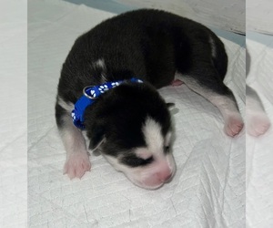 Siberian Husky Puppy for sale in DOUGLASVILLE, GA, USA