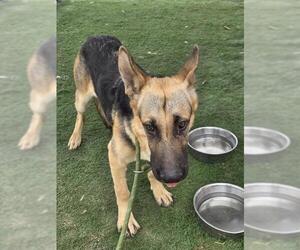 German Shepherd Dog Dogs for adoption in HESPERIA, CA, USA