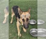 Small German Shepherd Dog
