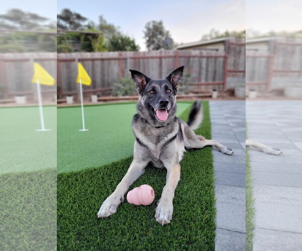 Medium Photo #1 German Shepherd Dog-Unknown Mix Puppy For Sale in San Diego, CA, USA