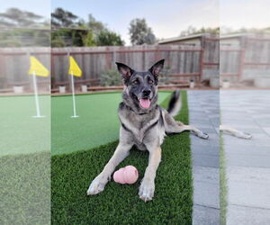 German Shepherd Dog-Unknown Mix Dogs for adoption in San Diego, CA, USA