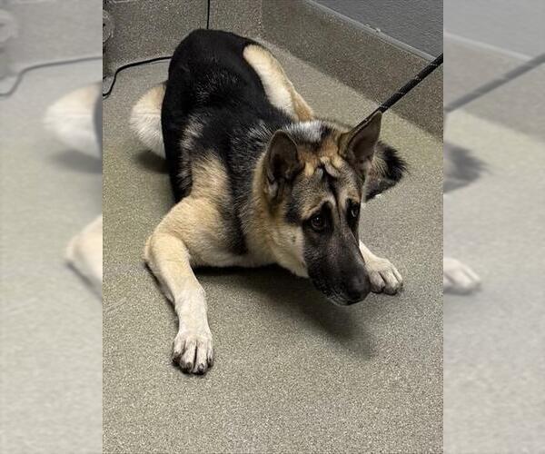 Medium Photo #1 German Shepherd Dog-Unknown Mix Puppy For Sale in Las Vegas, NV, USA