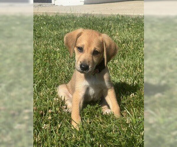 Medium Photo #4 Mutt Puppy For Sale in Springdale, PA, USA