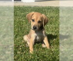 Small #3 Mutt