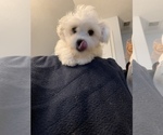 Small Photo #2 Bichon Frise Puppy For Sale in FAYETTEVILLE, NC, USA