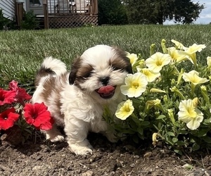 Shih Tzu Puppy for sale in TOPEKA, IN, USA