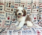 Small #4 Cavapoo