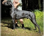 Small Photo #1 Great Dane Puppy For Sale in PUTNEY, VT, USA