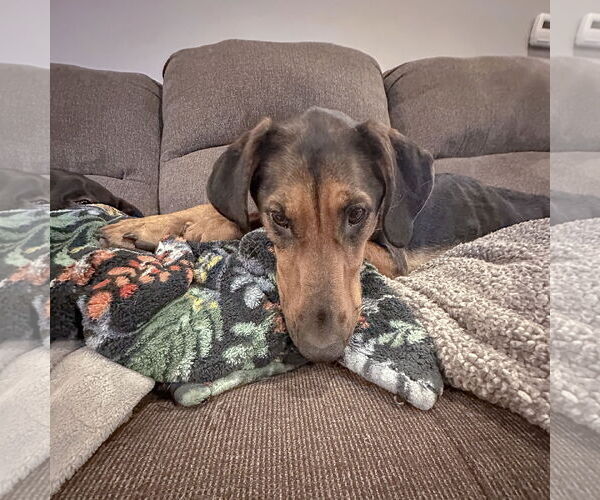 Medium Photo #6 Doberman Pinscher-German Shepherd Dog Mix Puppy For Sale in Huntley, IL, USA