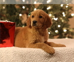 Small Photo #5 Golden Retriever Puppy For Sale in FREDONIA, KY, USA