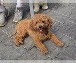 Small Poochon