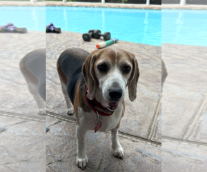 Beagle Dogs for adoption in Tampa, FL, USA