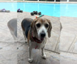 Small Beagle