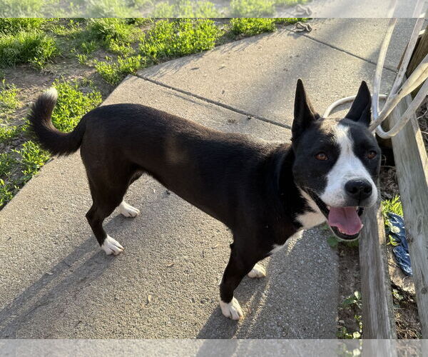 Medium Photo #2 American Pit Bull Terrier-Siberian Husky Mix Puppy For Sale in La Vergne, TN, USA