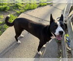 Small #1 American Pit Bull Terrier-Siberian Husky Mix